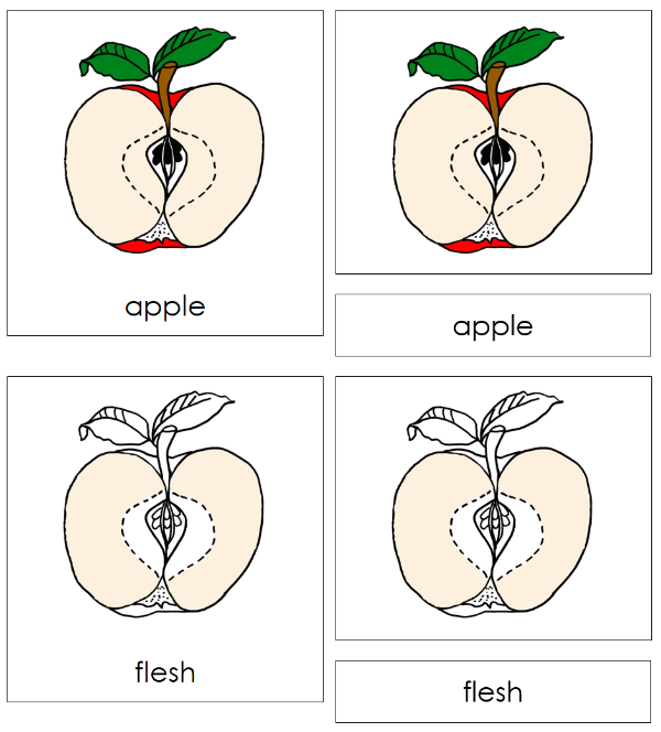 Apple Nomenclature 3-Part Cards & Blackline Master - Montessori Print Shop Digital Download