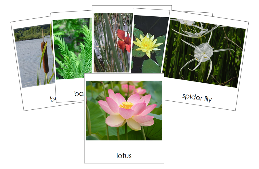 Aquatic & Wetland Plants 3-Part Cards - Montessori Print Shop