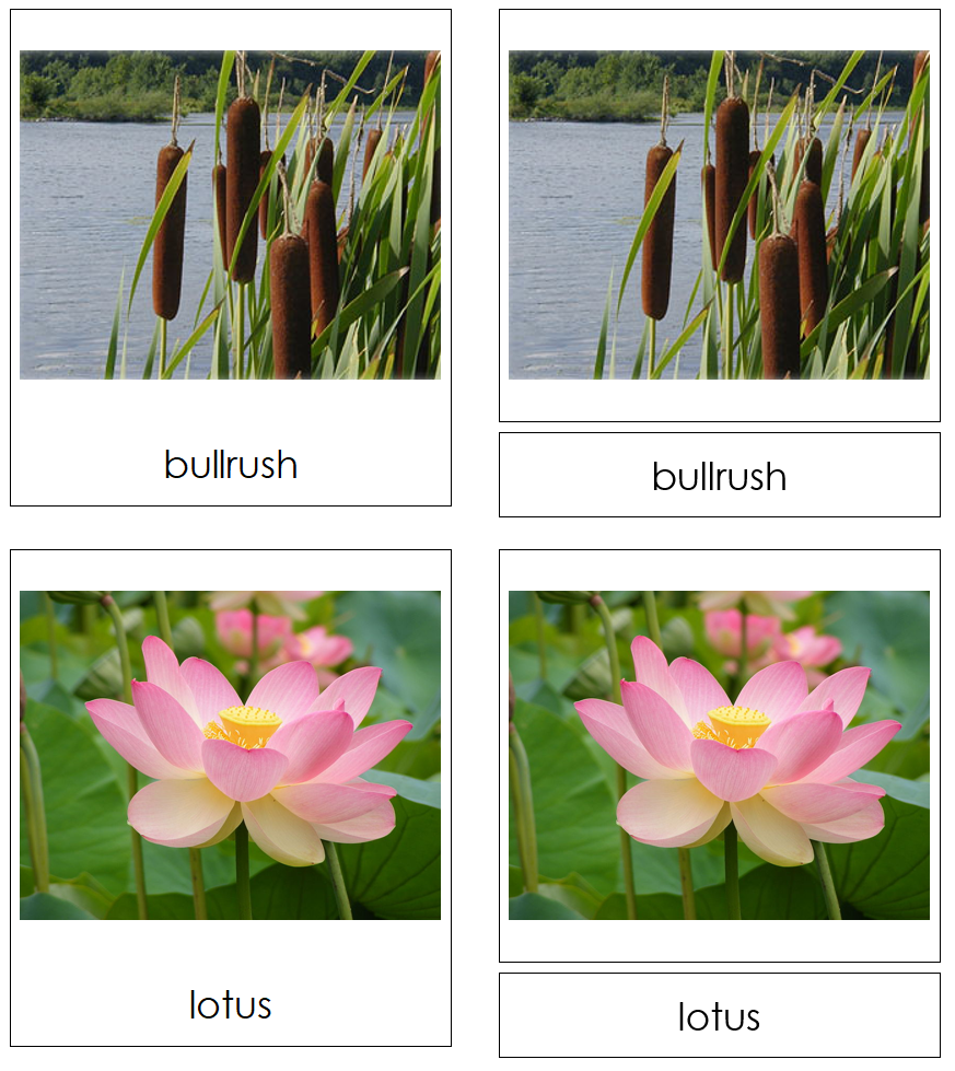 Aquatic & Wetland Plants 3-Part Cards - Montessori Print Shop