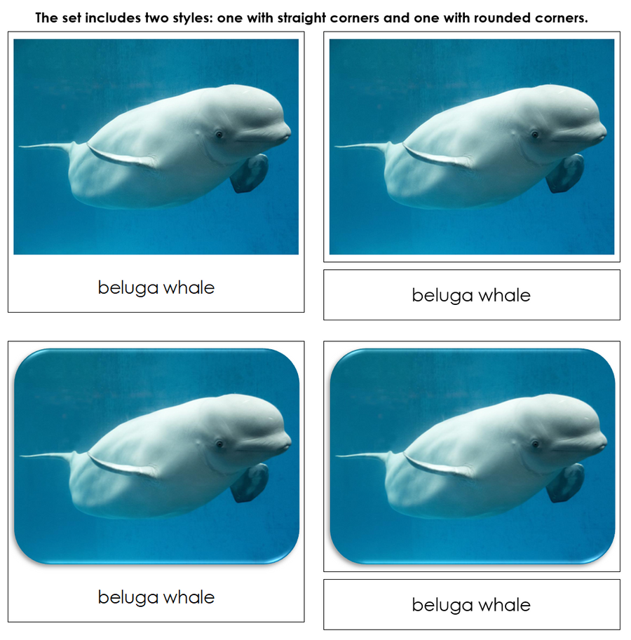 Arctic - Safari TOOB Cards - Montessori Print Shop