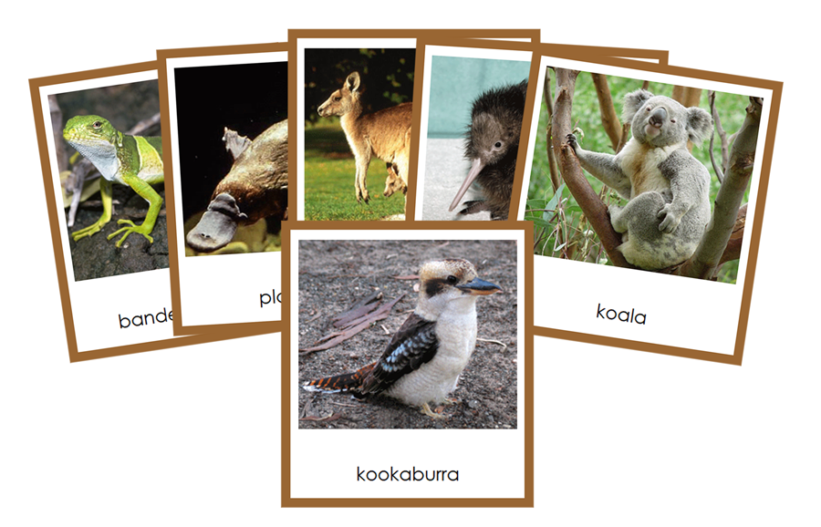 Animals of Australia/Oceania 3-Part Cards by Montessori Print Shop