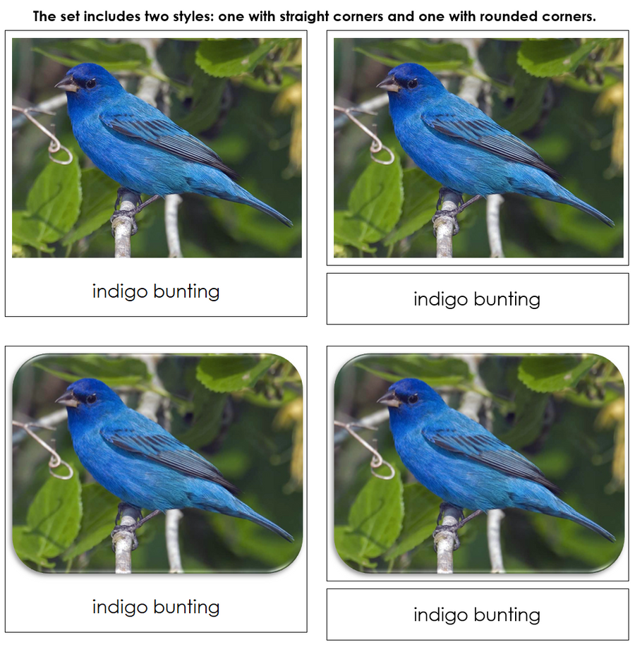 Backyard Birds Safari TOOB Cards - Montessori Print Shop