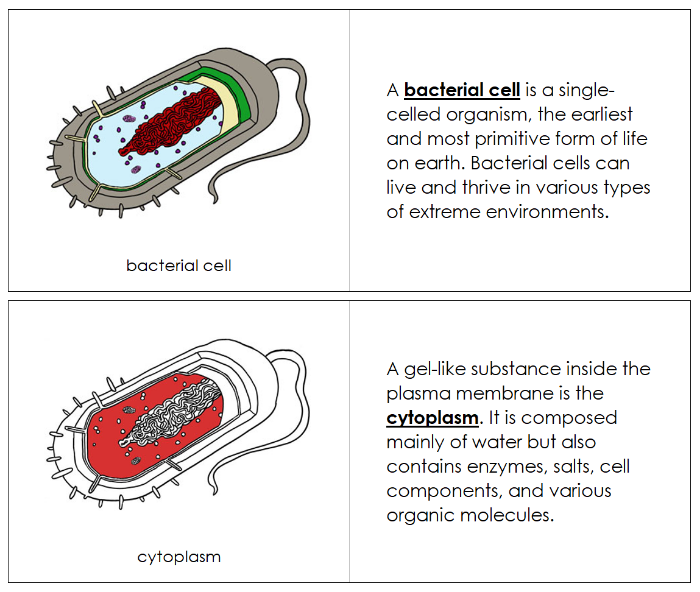 Bacterial Cell Nomenclature Book (red) - Montessori Print Shop Digital Download