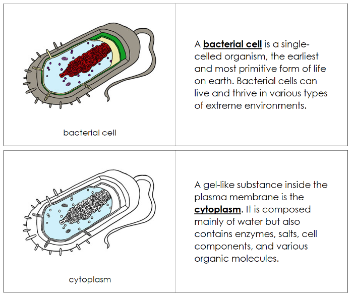 Parts of a Bacterial Cell Nomenclature Book - Montessori Print Shop Digital Download