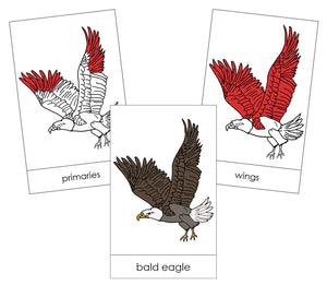 Bald Eagle Nomenclature Cards (red) - Montessori Print Shop