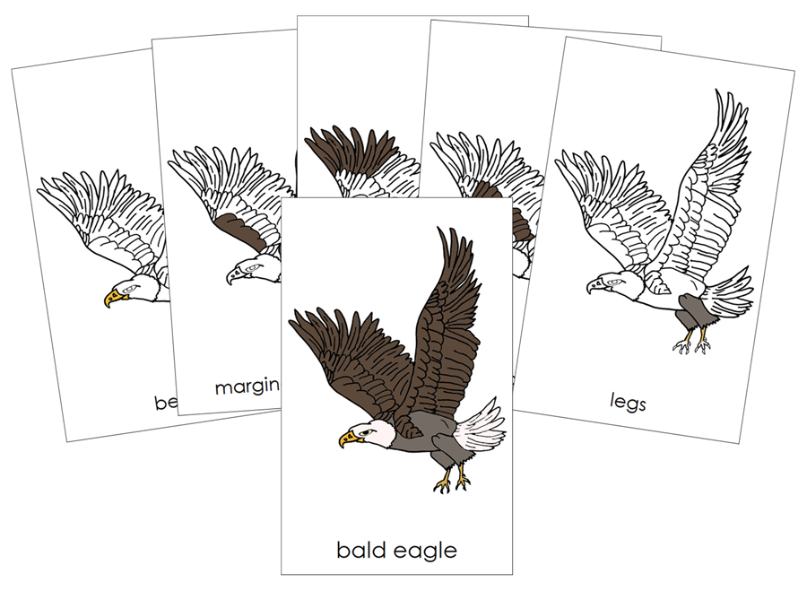 Parts of a Bald Eagle Nomenclature 3-Part Cards and Blackline Master by Montessori Print Shop