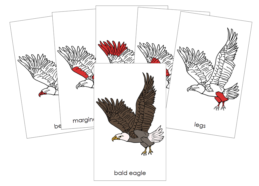 The Parts of an Eagle Nomenclature Cards by Montessori Print Shop