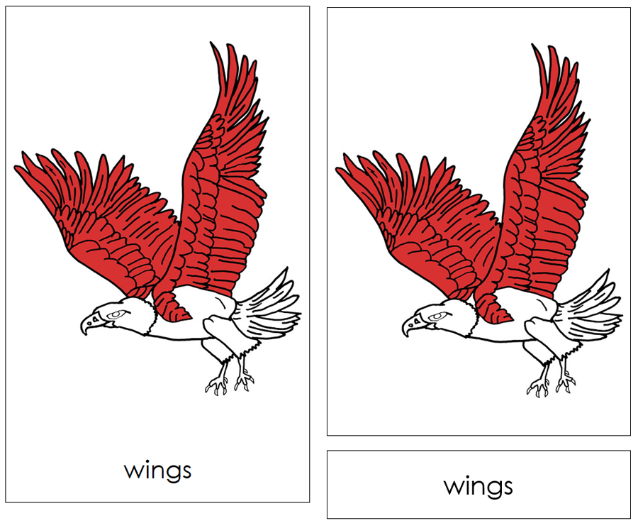 The Parts of an Eagle Nomenclature Cards by Montessori Print Shop