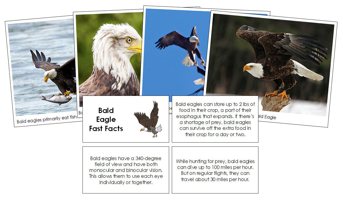 Printable Animal Fast Facts & Pictures - Montessori Print Shop