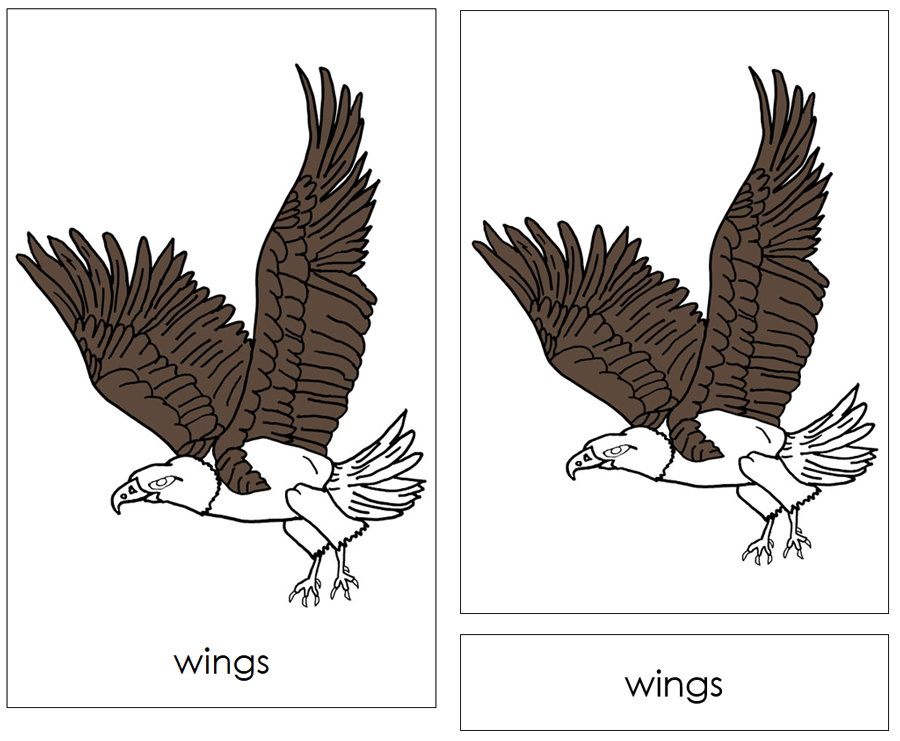 Parts of a Bald Eagle Nomenclature 3-Part Cards and Blackline Master by Montessori Print Shop