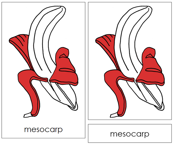Banana Nomenclature 3-Part Cards (red) and Blackline Master - Montessori Print Shop Digital Download