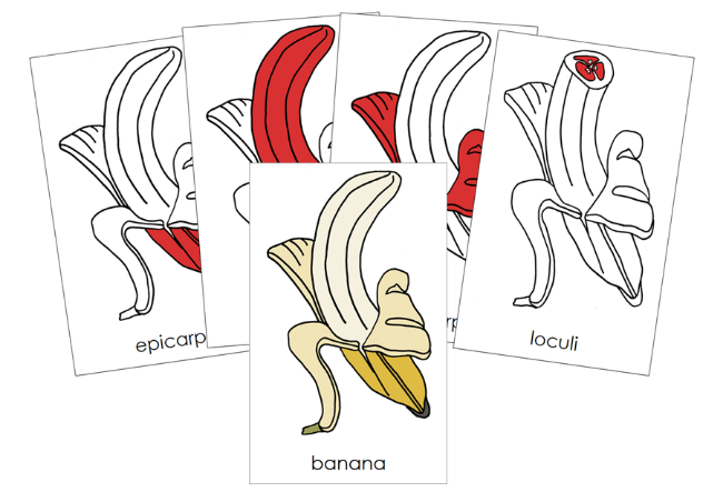 Banana Nomenclature 3-Part Cards (red) and Blackline Master - Montessori Print Shop Digital Download
