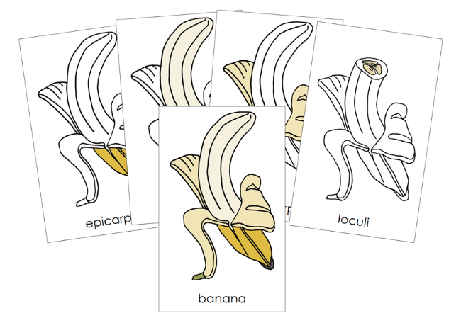 Parts of a Banana Nomenclature Cards and Blackline Master - Montessori Print Shop Digital Download