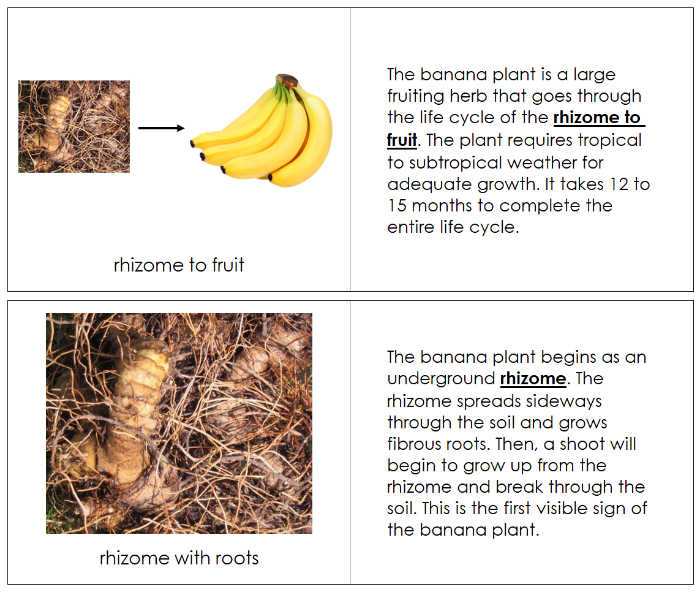 Banana Life Cycle Nomenclature Book - Montessori Print Shop Digital Download