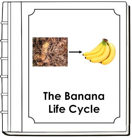 Banana Life Cycle Nomenclature Book - Montessori Print Shop Digital Download
