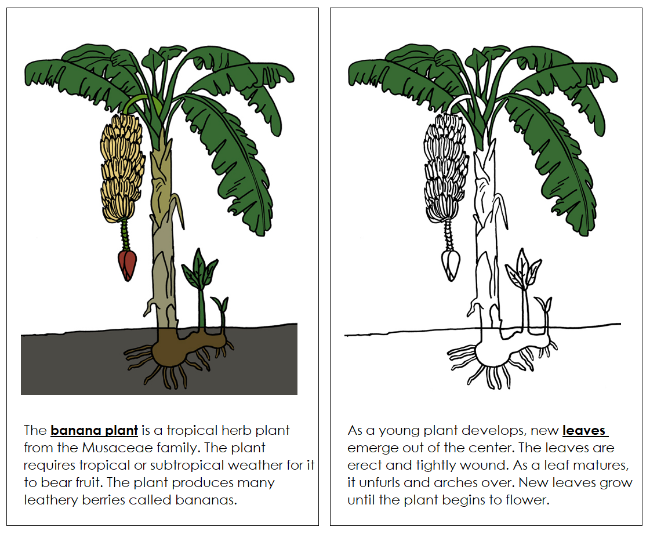 Parts of a Banana Plant Nomenclature Book - Montessori Print Shop Digital Download