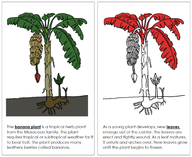 Parts of a Banana Plant Nomenclature Book (Red) - Montessori Print Shop Digital Download
