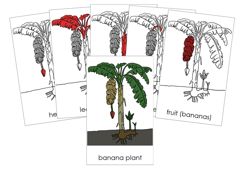 Banana Plant Nomenclature Cards (red) and Blackline Master - Montessori Print Shop Digital Download