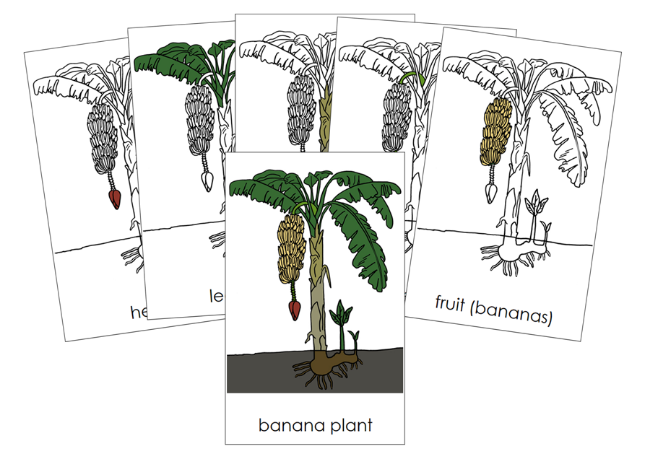 Banana Plant Nomenclature Cards and Blackline Master - Montessori Print Shop Digital Download