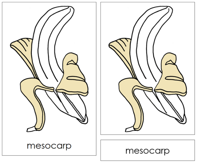 Parts of a Banana Nomenclature Cards and Blackline Master - Montessori Print Shop Digital Download