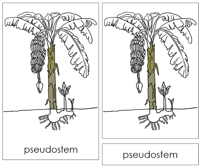 Banana Plant Nomenclature Cards and Blackline Master - Montessori Print Shop Digital Download