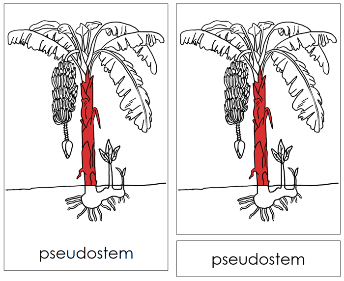 Banana Plant Nomenclature Cards (red) and Blackline Master - Montessori Print Shop Digital Download