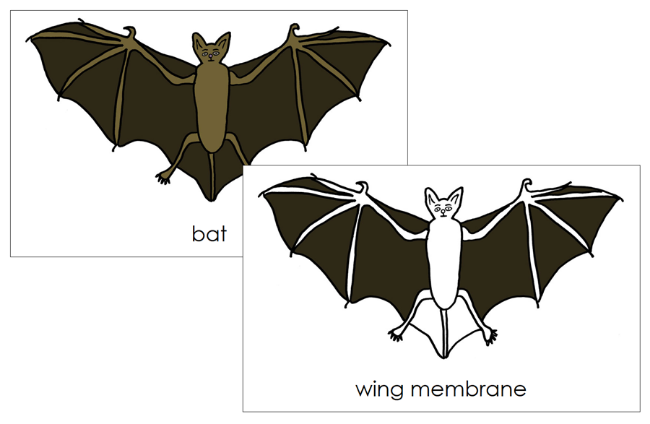 Parts of a Bat 3-Part Nomenclature Cards and Blackline Master by Montessori Print Shop