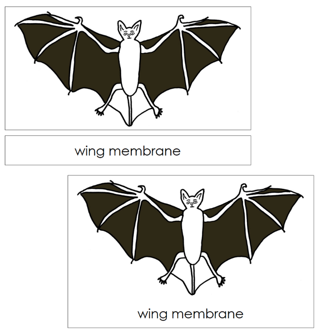 Parts of a Bat 3-Part Nomenclature Cards and Blackline Master by Montessori Print Shop