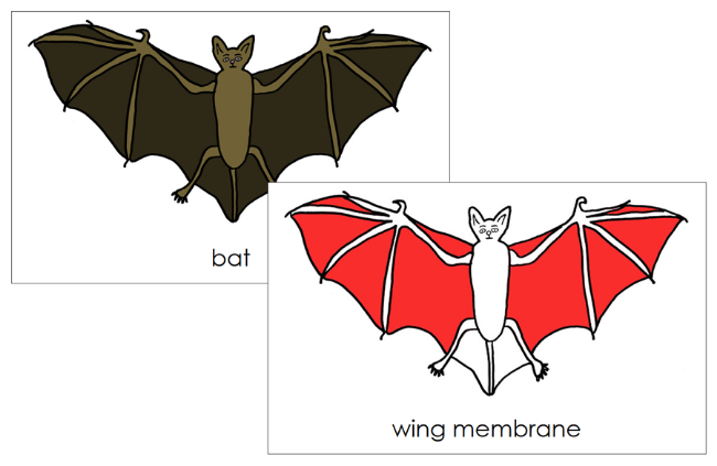 Parts of a Bat 3-Part Nomenclature Cards (red) and Blackline Master by Montessori Print Shop