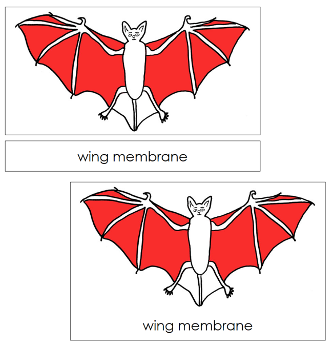 Parts of a Bat 3-Part Nomenclature Cards (red) and Blackline Master by Montessori Print Shop