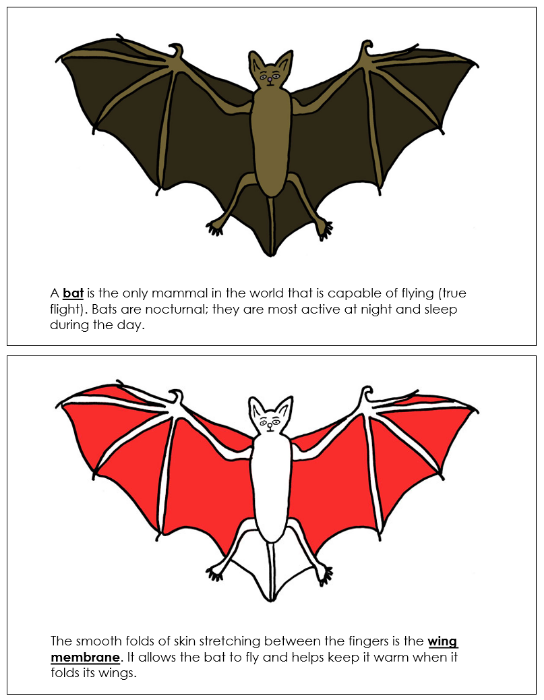 Parts of a Bat Nomenclature Book (red) - Montessori Print Shop Digital Download