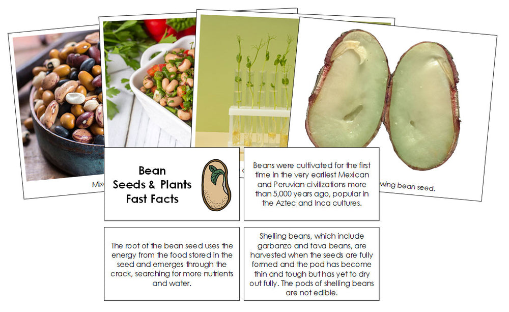 Leaf Fast Facts & Pictures - Montessori Digital Download - Montessori ...