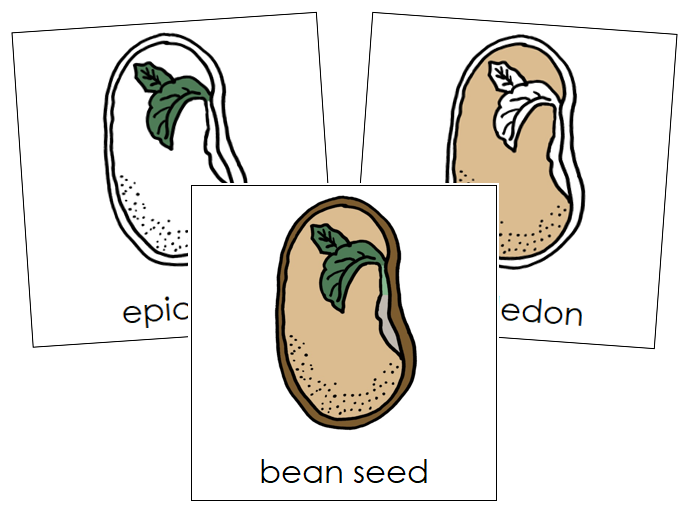 Parts of a Bean Seed Nomenclature Cards - Montessori Print Shop Digital Download