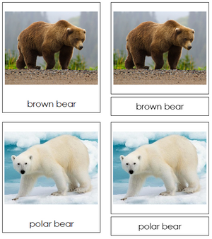Bears 3-part cards - Montessori Classified Cards - Montessori Print Shop