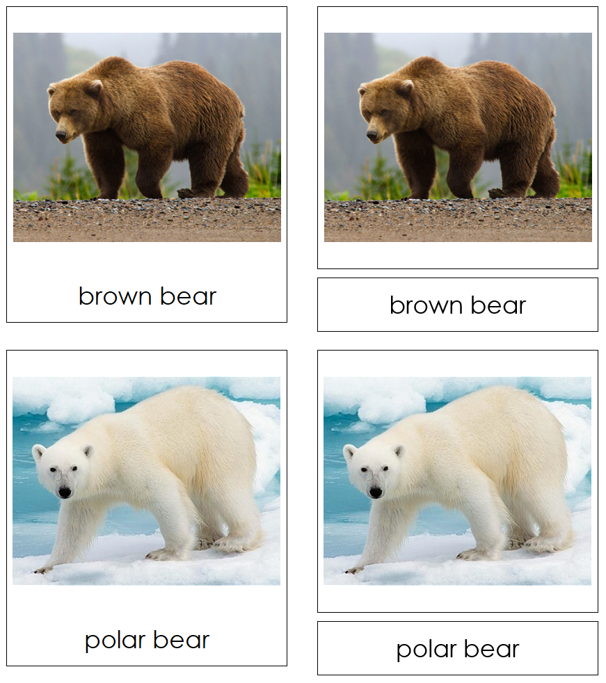 Bears 3-Part Cards by Montessori Print Shop