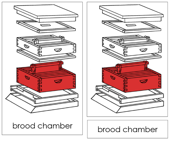 Parts of a Beehive 3-Part Nomenclature Cards - Montessori Print Shop Digital Download