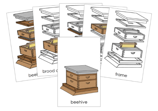 Parts of a Beehive 3-Part Nomenclature Cards by Montessori Print Shop