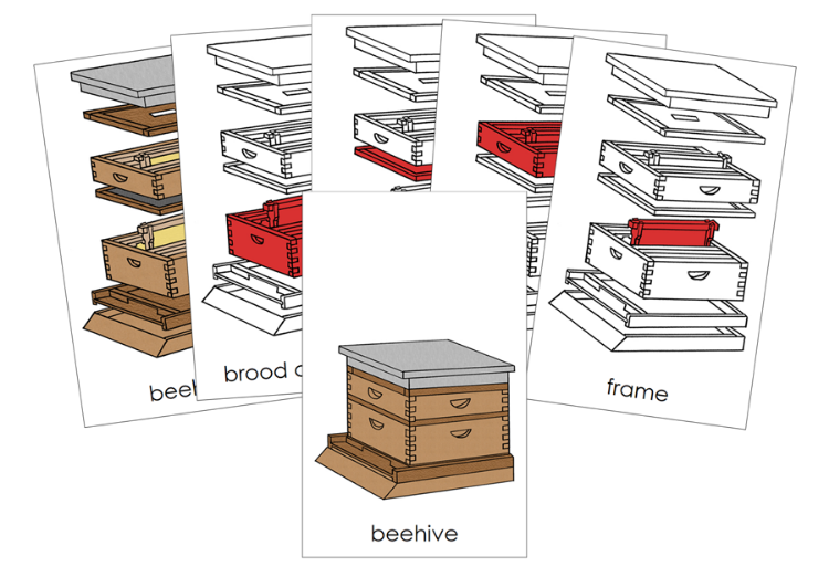 Parts of a Beehive 3-Part Nomenclature Cards - Montessori Print Shop Digital Download