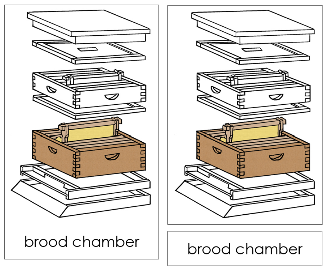 Parts of a Beehive 3-Part Nomenclature Cards by Montessori Print Shop
