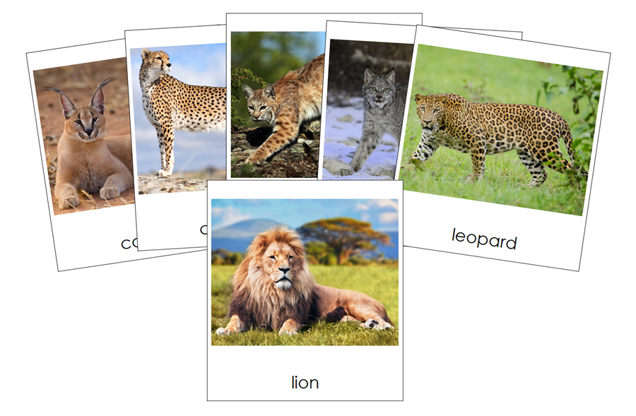 Types of Big Cats 3-Part Cards by Montessori Print Shop