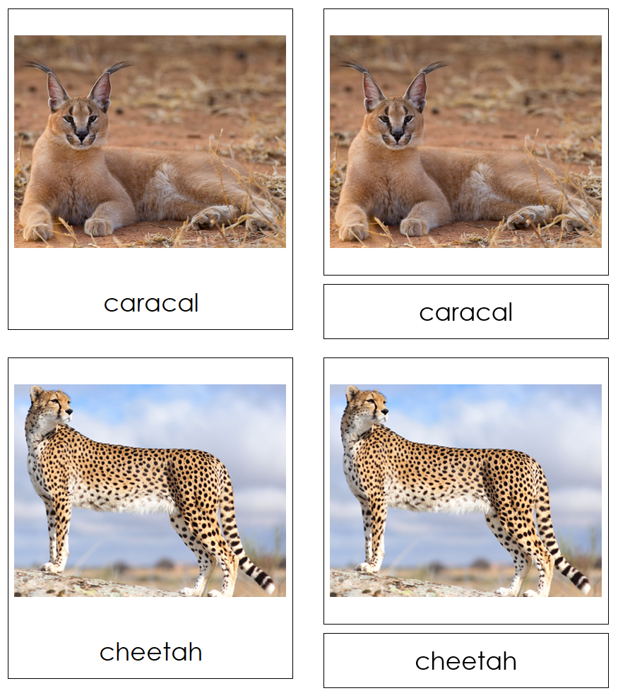 Types of Big Cats 3-Part Cards by Montessori Print Shop