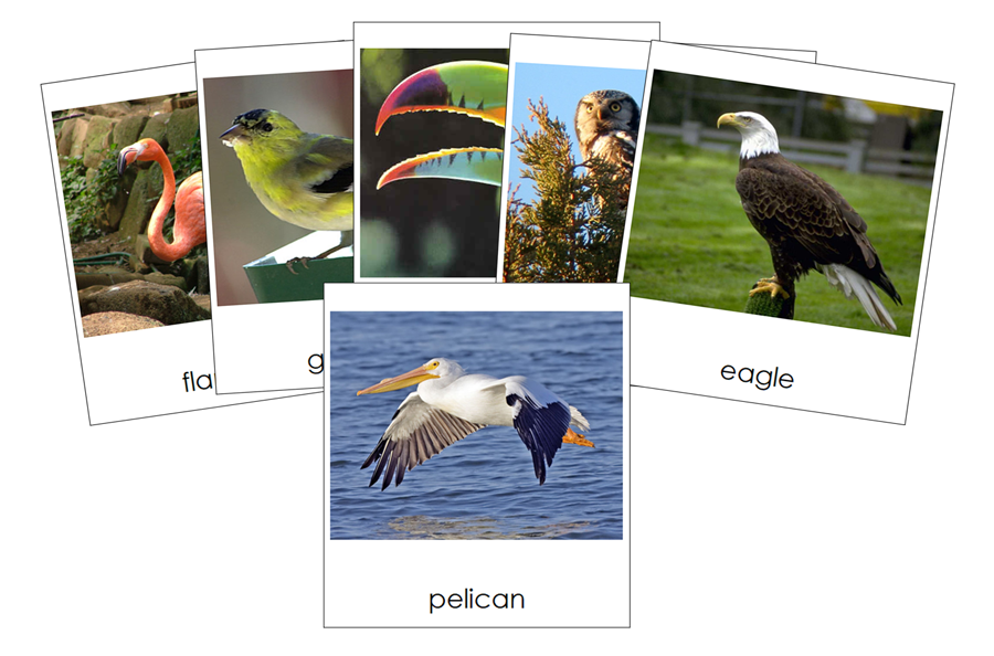 Types of Birds 3-Part Cards by Montessori Print Shop