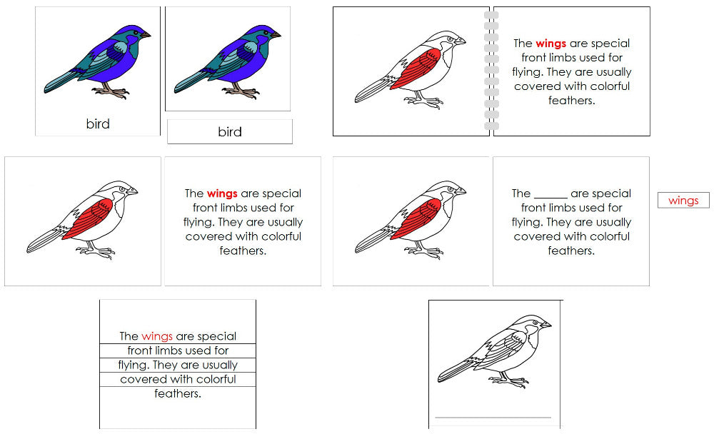 Parts of the Bird Nomenclature Definition Set by Montessori Print Shop 