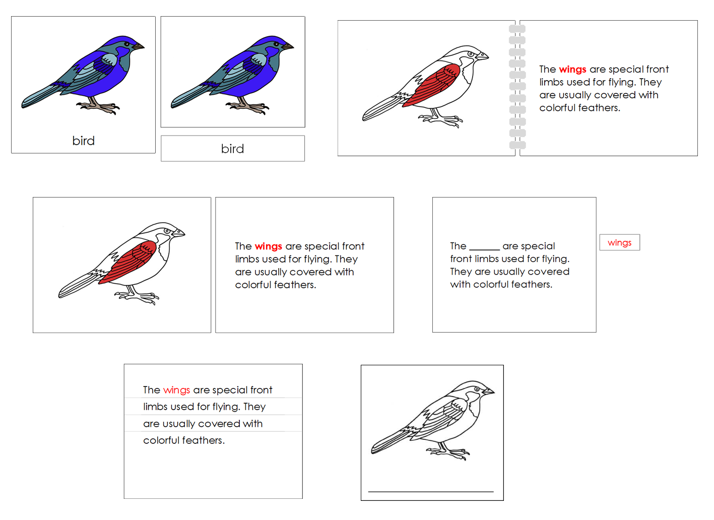 Parts of the Bird Nomenclature Definition Set - Montessori Print Shop Digital Download 