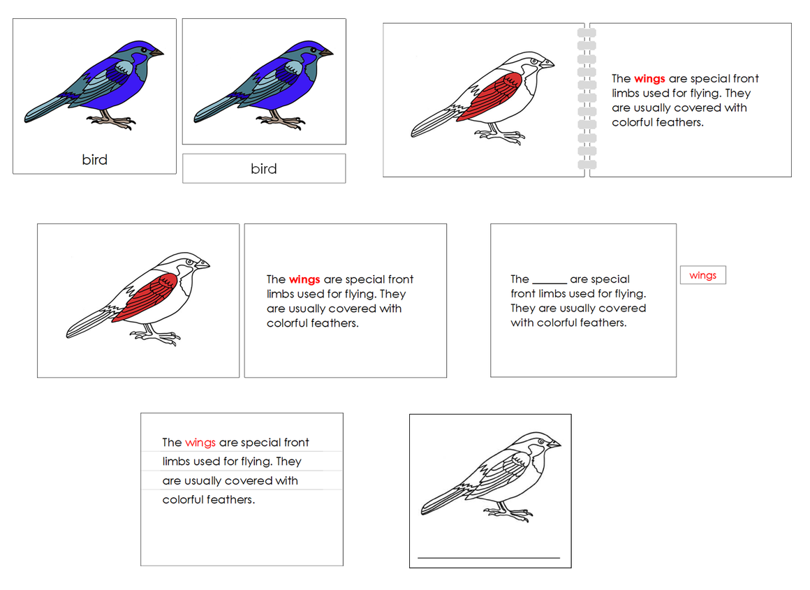 Parts of the Bird Nomenclature Definition Set - Montessori Print Shop Digital Download 