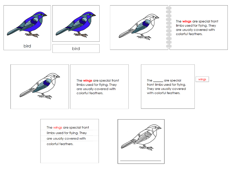 Montessori Bird Nomenclature Definition Set - Montessori Print Shop Digital Download