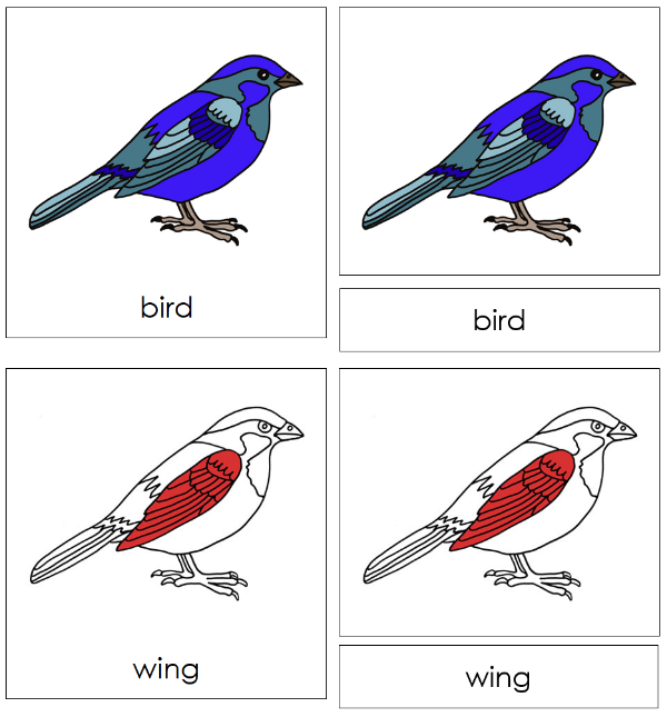 Parts of the Bird Nomenclature Definition Set by Montessori Print Shop 