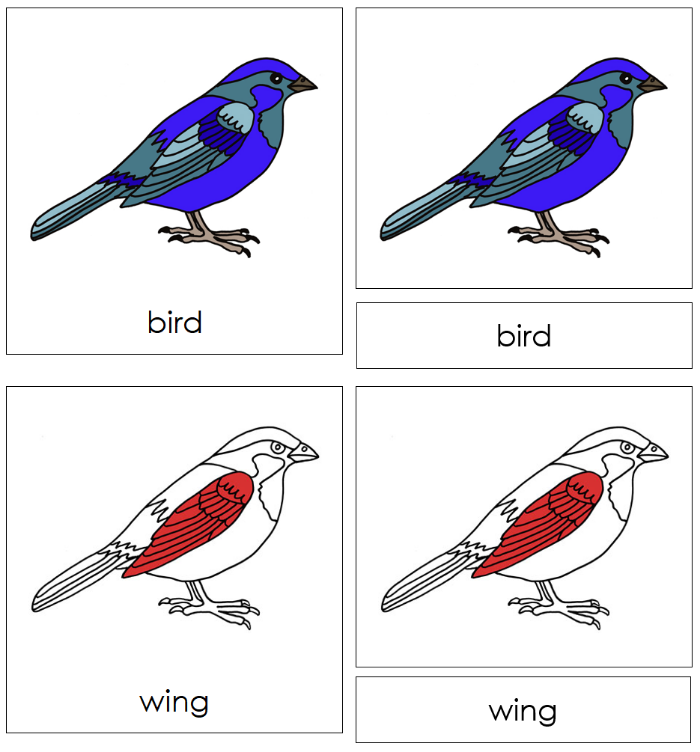 Zoology Nomenclature Bundle (Red) Set 1 - Montessori Print Shop Digital Download