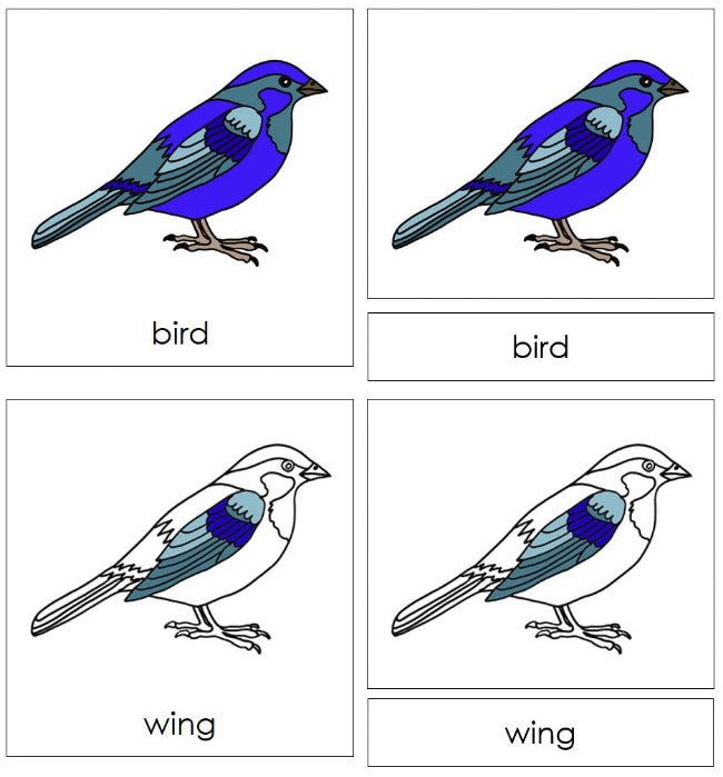 Parts of a Bird 3-Part Nomenclature Cards by Montessori Print Shop