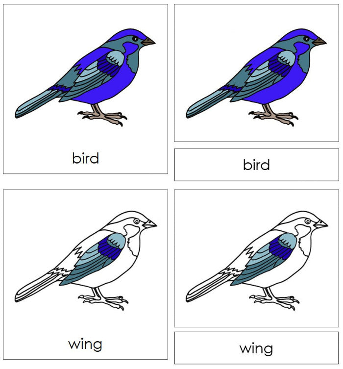 Montessori Bird Nomenclature Definition Set by Montessori Print Shop